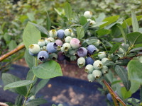 정읍, 제철 맞은 4색 베리 본격 출하