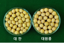 농진청 개발 콩 신품종 재배 방법 소개