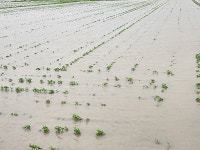 논콩 호우 피해, 기대수익 손실금 전액 보상