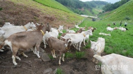 [주목-축산 청정국 뉴질랜드 산양] 뉴질랜드 산양 산유량 높아 국내 농가 신소득원 부상