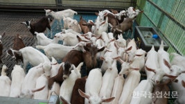 [주목-축산 청정국 뉴질랜드 산양] 뉴질랜드 산양 산유량 높아 국내 농가 신소득원 부상