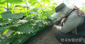 [현장] 씨엠씨코리아 토양개량제 토토빔 인기만점