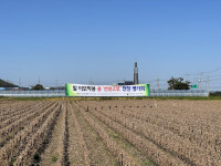 이모작용 논콩 선유2호, 1.5배 빽빽이 심어야