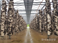 [FTA 피해 품목 살리는 레시피 스토리-목이버섯] 목이버섯 경쟁력 직거래·생목이 유통 지목