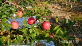 [현장톡톡!-충북 괴산 가나안농원] 명전바이오 시스타 사용했더니 잎 때깔이 달라요