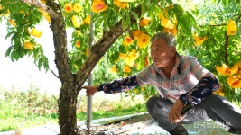 [인터뷰-김현수 남보은농협 과수작목반 회장] 40년 경력 복숭아 농가 수확량 2배 화들짝