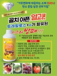 명전바이오 시스타방패 열과 피해 꼼짝마