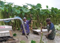 김제 진봉 친환경 연근 첫 수확