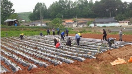 김제시 요촌동, 나누리 행복농장에 고구마 정식
