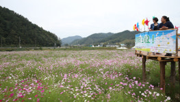완주 구룡천 코스모스 군락지 만개