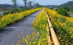 순창 적성면 자전거길 금계국 명소