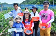 순창 블루베리 분양농장 인기 상종가