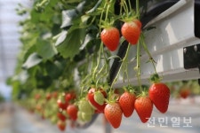 [창간특집]농업의 미래 싹 틔울 청년농부, 스마트농법에 반하다