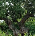 전북도 최고령 600년 팽나무 지킴이 활동 전개할 것