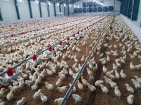 정읍시 닭·오리 입식 전 지자체 신고 의무화