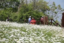 부안 변산마실길, 하얀 꽃의 향연