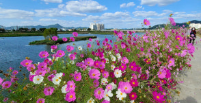 코스모스길 가을 정취 만끽