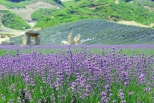 정읍은 지금 보랏빛 향기로 가득~