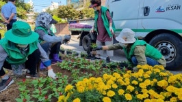 익산 송학동 부녀회, 가을꽃 화단 정비