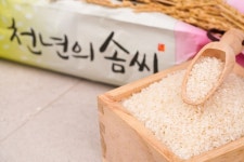 부안농협동진지소 | 전북농협, 19일 부안 신동진 햅쌀로 지역과 함께하는 라이브커머스 전개