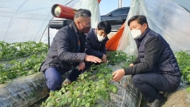 전북농협, 김제 광활 시설감자 생육상황 점검