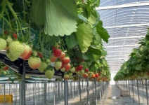 진안군, 원예분야 시범사업 본격 착수