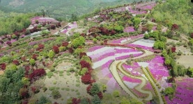 진안읍 연장리에 16만여㎡의 화려한 꽃 양탄자 펼쳐져
