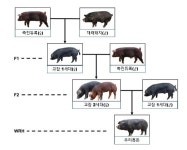 농진청, 우리흑돈유전적 차별성 과학적으로 밝혀