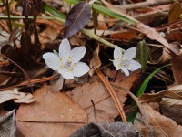 내장산국립공원서 봄 야생화 변산바람꽃 개화