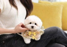 미유펫 인천, 여름맞이 대규모 강아지 고양이 분양 비용 할인 이벤트 실시