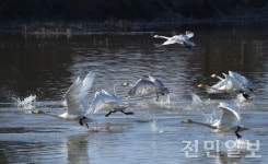 전북야생동물구조관리센터, 겨울 철새 관찰 체험 행사