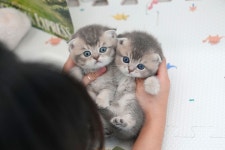 부산 미유펫, 10월 막바지 강아지·고양이분양 비용 대폭 할인 이벤트 실시