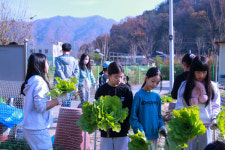 전주대성초, 전교생이 텃밭 김장배추 수확