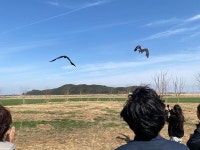 전북야생동물구조관리센터, 농약 중독 독수리 구조·치료해 자연 방사