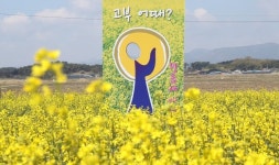 정읍시 고부천 유채꽃길 힐링 산책코스 각광