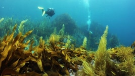 한국수산자원公 서해본부, 바다숲 조성 본격 추진