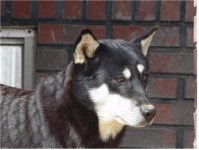 네눈박이 진돗개 서유라시아 고대 늑대와 유사성 확인