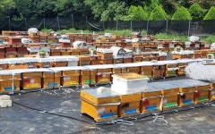 정읍시, 양봉산업 경쟁력 강화에 6억2000만원 투입
