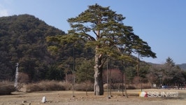 [SN포토] 우리나라에서 가장 지체 높은 정이품 소나무 [충북 보은]