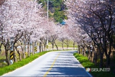 [SN여행] 꽃, 나무, 바위, 벚꽃이 아름다운 홍성 거북이마을 [충남 홍성]