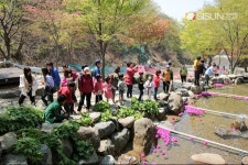 [SN축제] 진분홍빛 참꽃세상으로의 여행 [비슬산 참꽃문화제 2015]