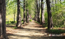 [SN여행] 서울에서도 만날 수 있는 메타세콰이어 길 [서울 상암]