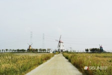 [SN여행] 코스모스가 만발한 바다향기 테마파크 [경기 안산]