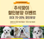 애견샵 창업 도그마루 행복분양원 추석맞이 할인 이벤트 실시