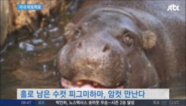 세계 멸종위기종 피그미하마 하마의 1/4 크기...서울대공원서 공개