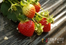 [SN축제] 새콤달콤 맛있는 딸기를 직접 따고 맛볼 수 있는 양평딸기축제