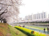 [SN여행] 큼직한 벚꽃나무들이 기다리는 부산 온천천 벚꽃길
