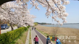 [SN여행] 벚꽃과 산책길로 봄을 흠뻑 느낄 수 있는 강릉 벚꽃길