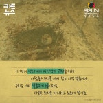 [카드뉴스] 소백산에서 들려온 반가운 소식, 토종여우 새끼 낳다 [시선뉴스]