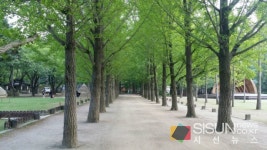 [SN여행] 푸르른 잎사귀와 향긋한 냄새가 몸과 마음을 치유하는 메타세콰이아길[강원 춘천]